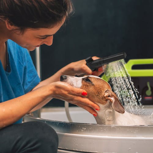 Woman using the Sun Joe 24-volt cordless portable shower spray washer to wash a dog.