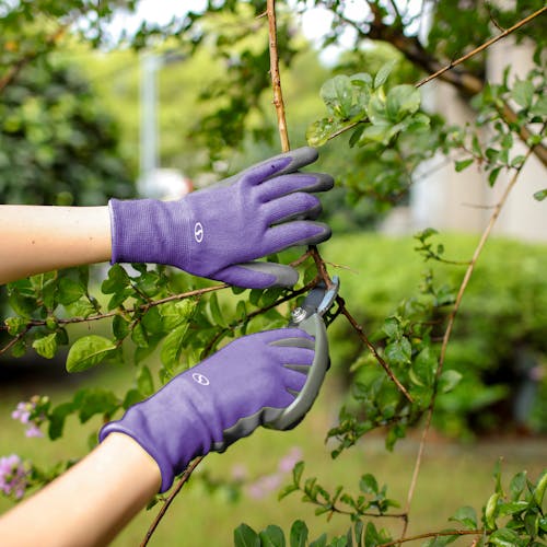 Sun Joe 3-pack of Nitrile-Palm Reusable Purple Gloves being used while cutting a branch with pruners.
