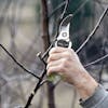 Martha Stewart Bypass Pruner cutting a small branch.