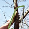 Martha Stewart 21-Inch Bow Saw cutting through a branch.