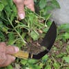 Martha Stewart Wood Handle Garden Scythe cutting weeds.