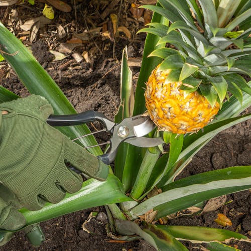 Nisaku Carbon Steel Pruner/Secateurs being used to cut a pineapple off the plant.