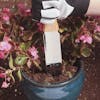 Sun Joe 7.25-inch Natural Wood Hori-Hori Landscaping Digging Tool being used to dig into the soil of a potted plant.