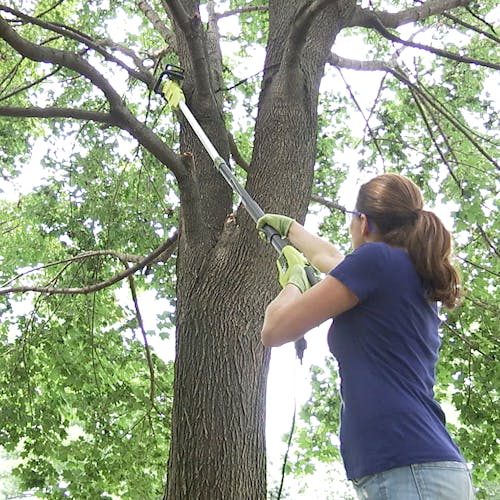 Woman using the Sun Joe 6-amp 8-inch Electric Convertible Pole Chain Saw to reach high and cut a branch off a tree.