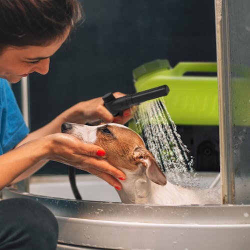 Sun Joe Cordless Go-Anywhere Portable Sink and Shower Spray Washer being used to give a dog a bath.